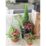 Pot-scaping