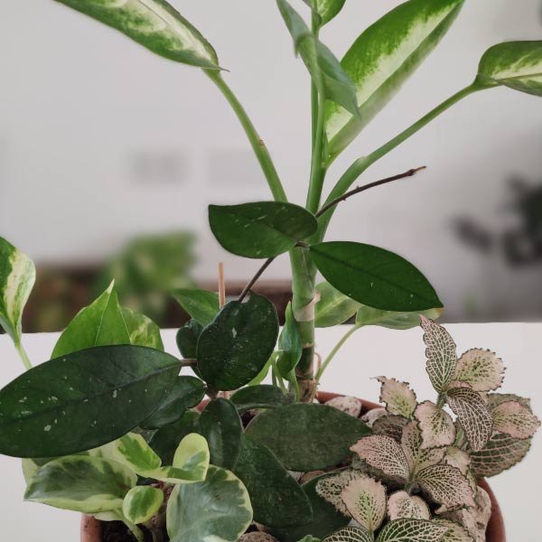 Low light pot - Imagen 2