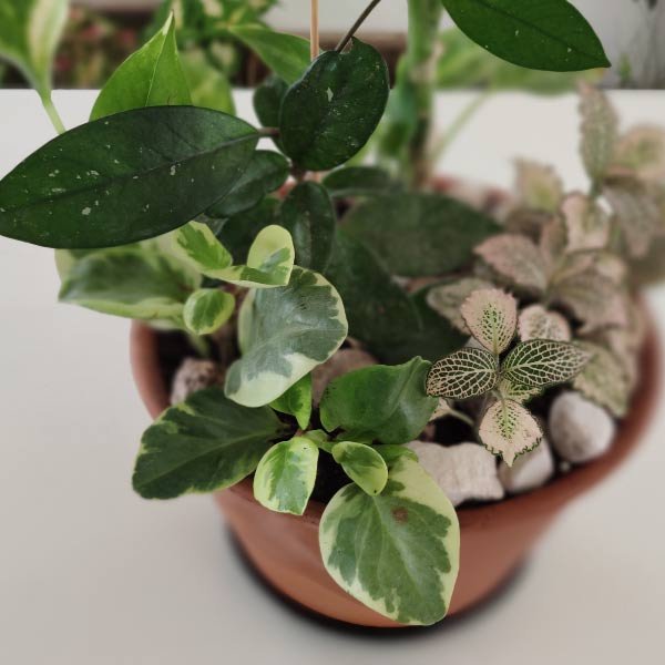 Low light pot - Imagen 3