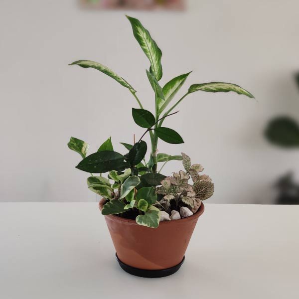 Low light pot - Imagen 4