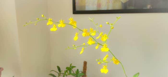 Oncidium amarillo - Imagen 5