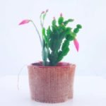 Cactus Santa Teresita