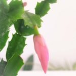 Cactus Santa Teresita - Imagen 3