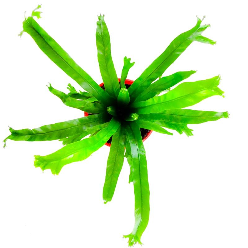 Asplenium nidum 'crissie'