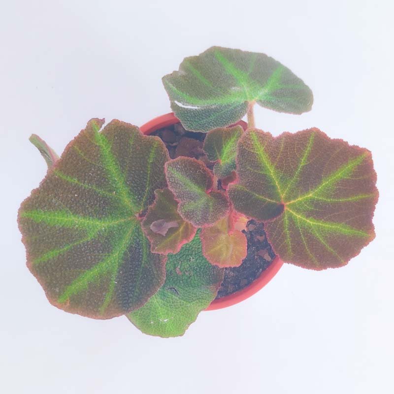 Begonia soli-mutata – Tu planta interior