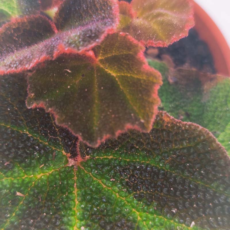 Begonia soli-mutata – Tu planta interior