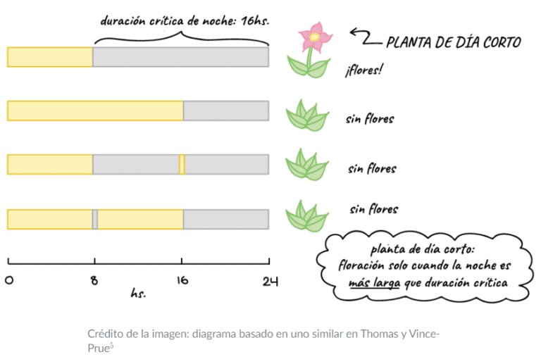 Plantas de día corto – Tu planta interior