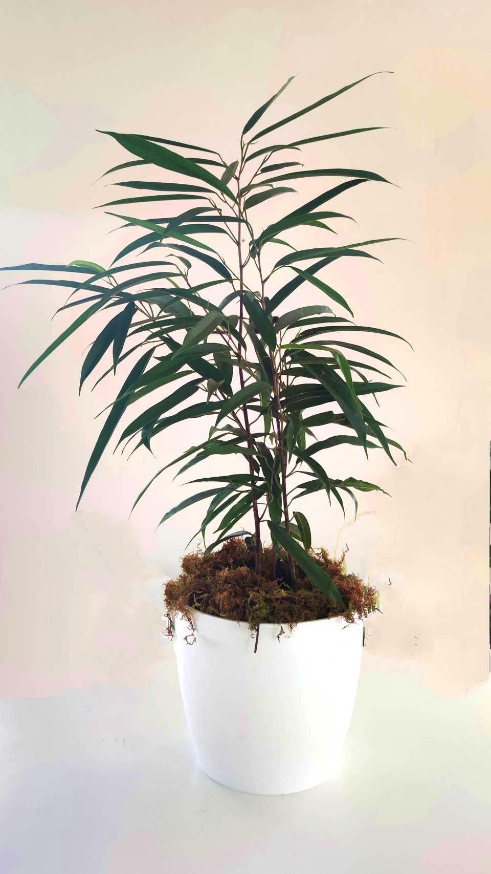 Ficus Alii – Tu planta interior
