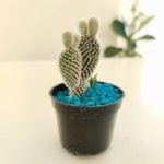 Cactus opuntia (orejas de conejo)