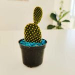 Cactus opuntia (orejas de conejo) - Imagen 2