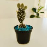 Cactus opuntia (orejas de conejo) - Imagen 4