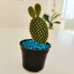 Cactus opuntia (orejas de conejo) - Imagen 3