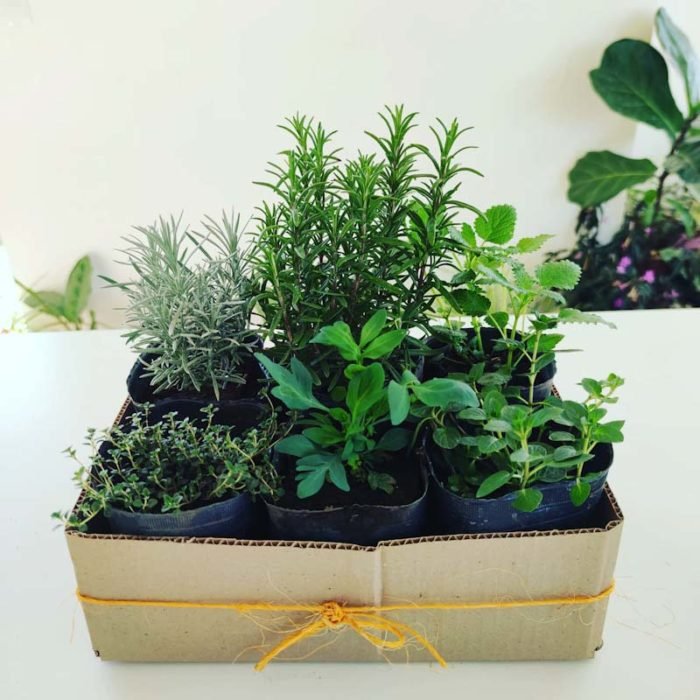 Pack 6 aromáticas