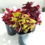 Coleus (cretona)
