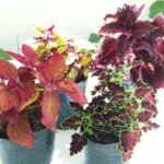 Coleus (cretona) - Imagen 4
