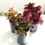 Coleus (cretona) - Imagen 3