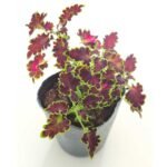 Coleus (cretona) - Imagen 2