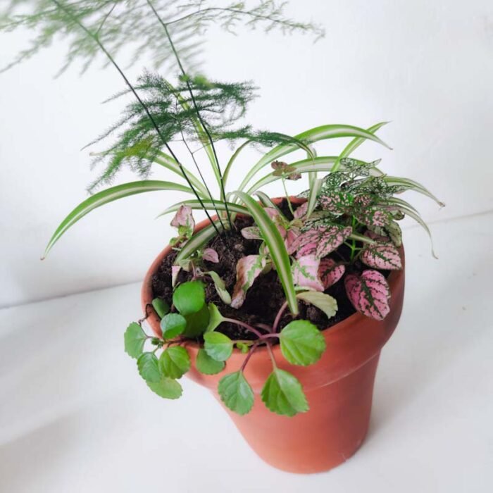 Low light pot (vaporosa)