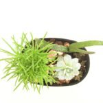 Sucu-pot - estilo japones (ovalada) - Imagen 2