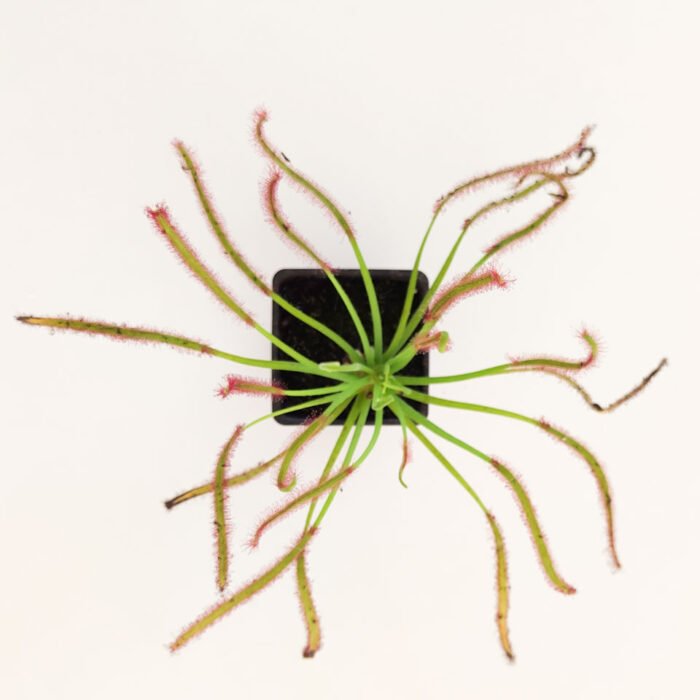 Drosera capensis - Imagen 4