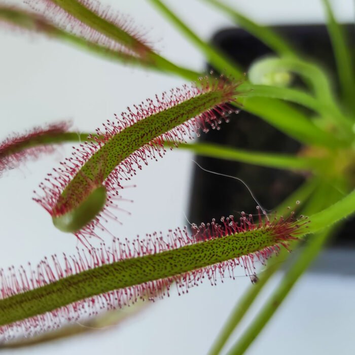 Drosera capensis