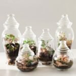Terrarium - Esencia de bosque
