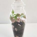 Terrarium - Esencia de bosque - Imagen 8