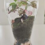 Terrarium - Esencia de bosque - Imagen 9