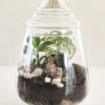 Terrarium - Esencia de bosque - Imagen 11