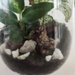 Terrarium - Esencia de bosque - Imagen 7