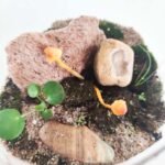 Terrarium - Esencia de bosque - Imagen 4