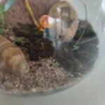 Terrarium - Esencia de bosque - Imagen 2