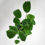Maranta leuconeura- Sapito