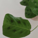 Maranta leuconeura- Sapito - Imagen 3