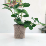 Maranta leuconeura- Sapito - Imagen 2