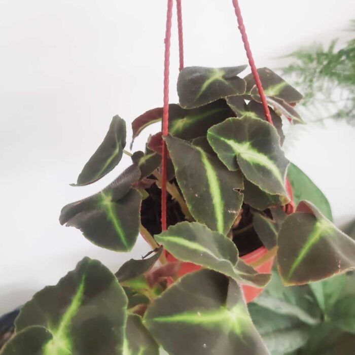 Begonia listada - B. rex-coltorum