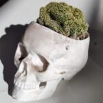 Cactus cerebro en maceta craneo - Imagen 6
