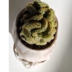 Cactus cerebro en maceta craneo - Imagen 4