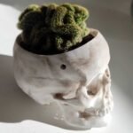 Cactus cerebro en maceta craneo - Imagen 3