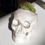 Cactus cerebro en maceta craneo - Imagen 2