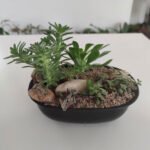 Jardin en macetas de suculentas - Piedras