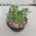 Jardin en macetas de suculentas - Piedras - Imagen 3