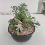 Jardin en macetas de suculentas - Piedras - Imagen 2
