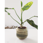 Planta acompañada de maceta de cerámica - Imagen 8
