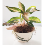 Planta acompañada de maceta de cerámica - Imagen 5