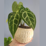 Planta acompañada de maceta de cerámica - Imagen 4
