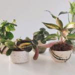 Planta acompañada de maceta de cerámica