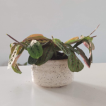 Planta acompañada de maceta de cerámica - Imagen 2