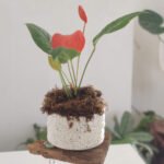 Planta acompañada de maceta de cerámica - Imagen 6