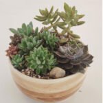 Planta acompañada de maceta de cerámica - Imagen 7